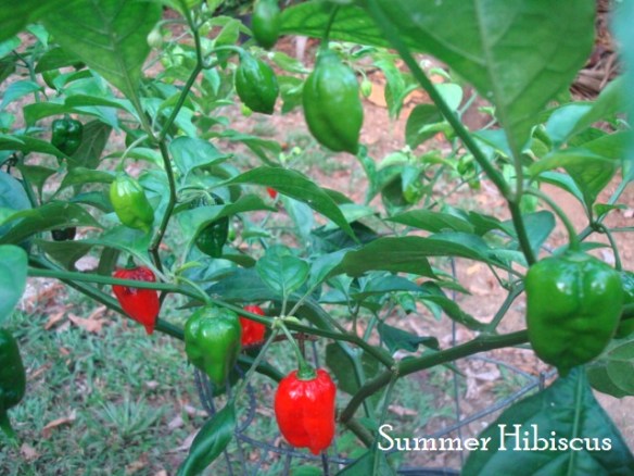 DORSET NAGA HABANERO HOT CHILI PEPPER | SUMMER HIBISCUS