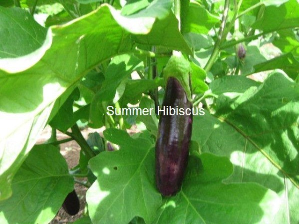Eggplant5
