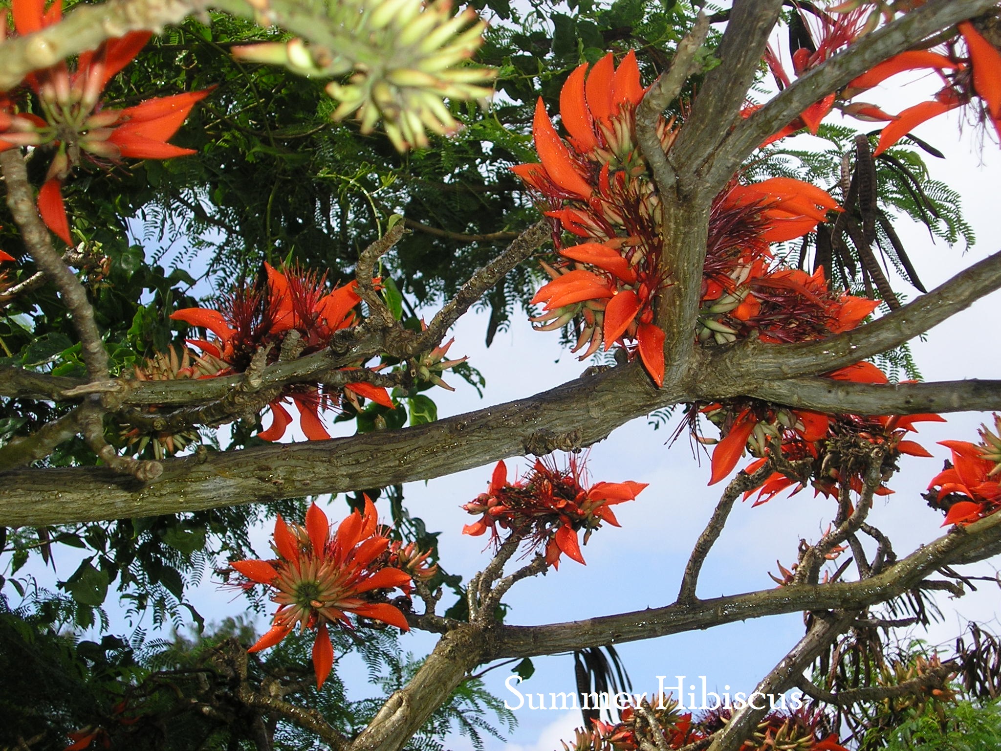 Erythrina variegata CORAL TREE | SUMMER HIBISCUS