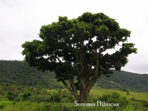 Erythrina variegata CORAL TREE | SUMMER HIBISCUS