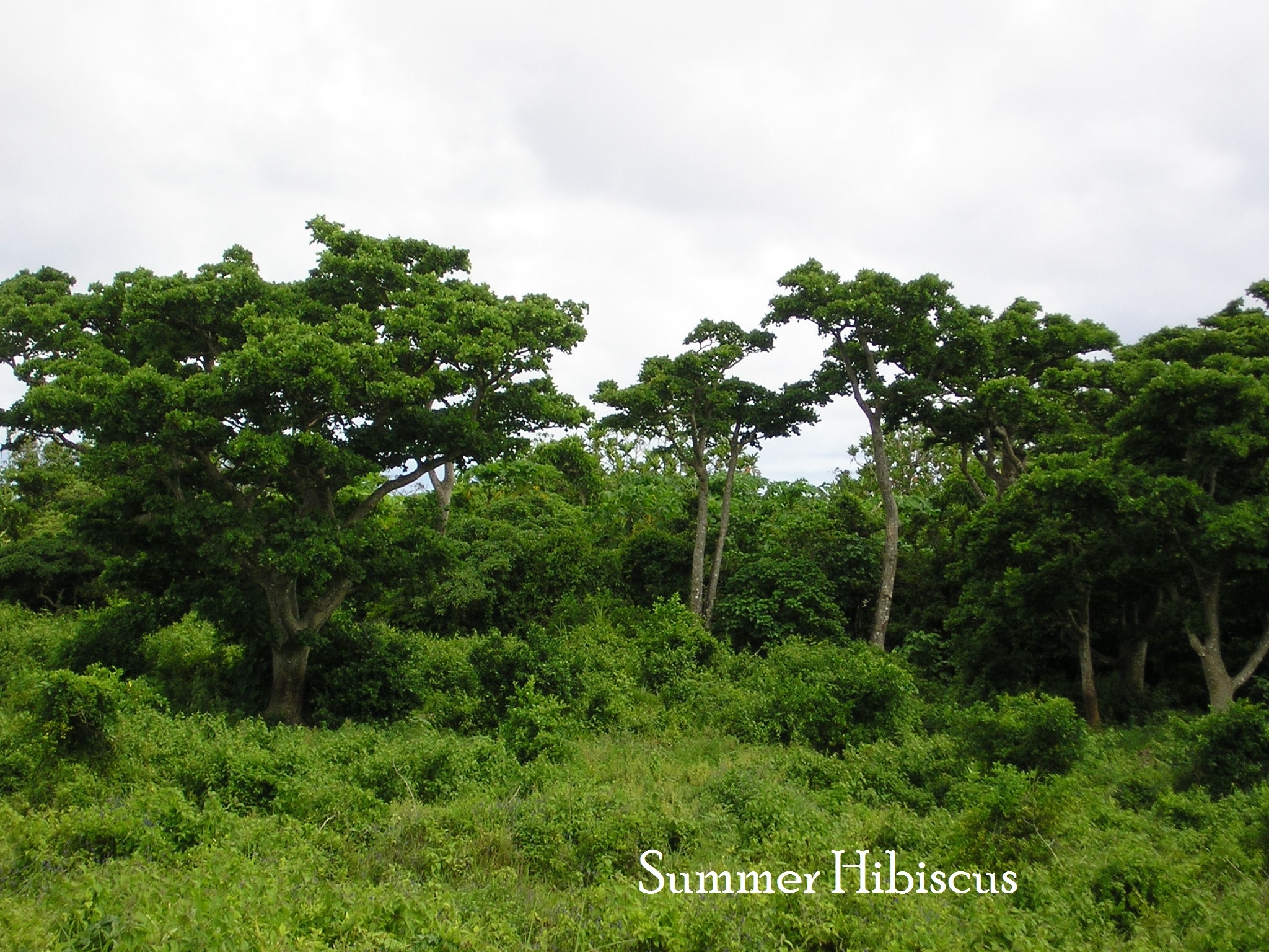 Erythrina variegata CORAL TREE | SUMMER HIBISCUS