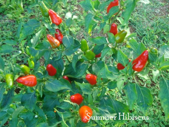 FIERY RED HOT CHILI PEPPER | SUMMER HIBISCUS