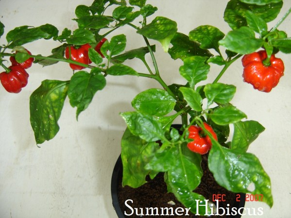 Habanero2