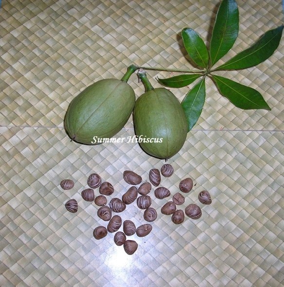 Semillas De Pachira Aquatica (Árbol Del Dinero) - Semillas Frescas Para Germinar, Malabar Castaño, Zio Chan Seeds