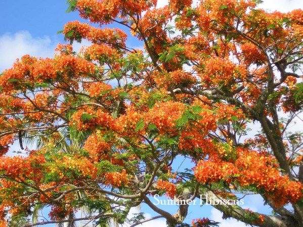 Rpoinciana2