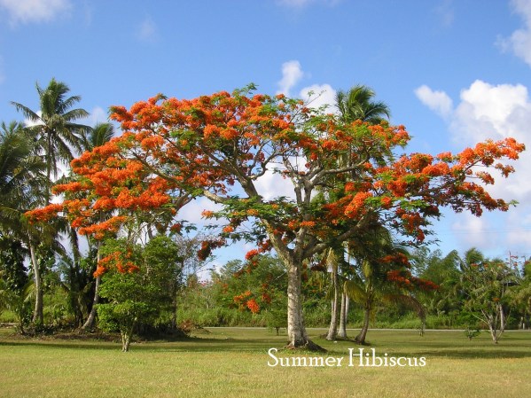 Rpoinciana4