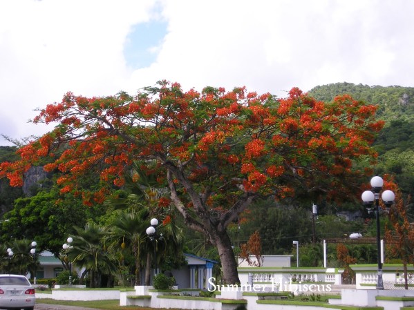 Rpoinciana6