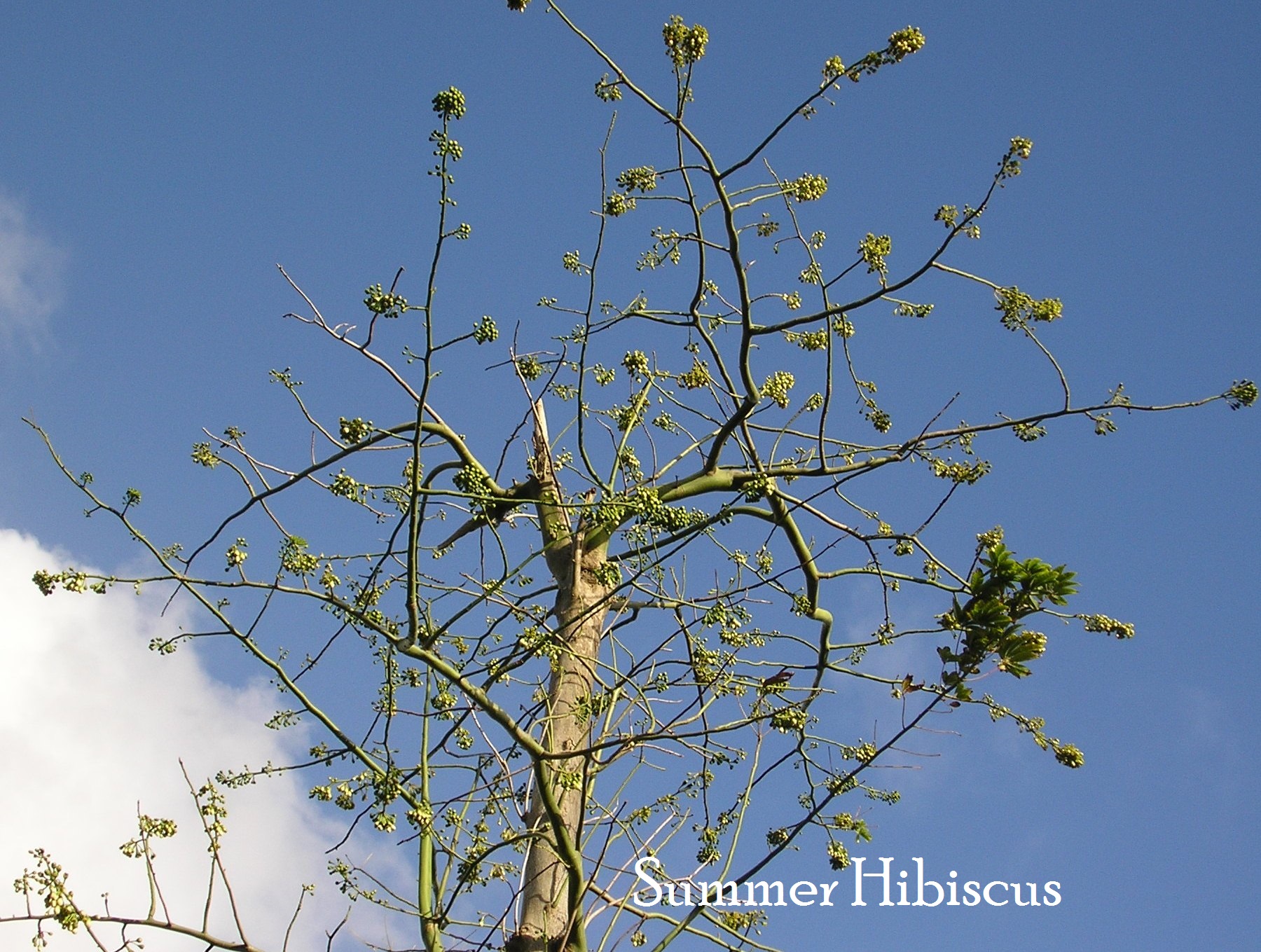 Ceiba pentandra SILK COTTON TREE | SUMMER HIBISCUS