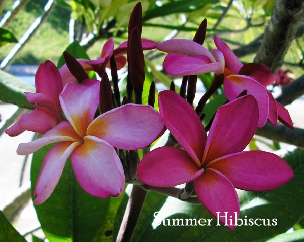 PinkyRedPlumeria