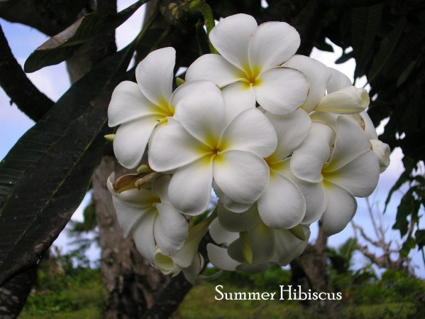 WhitePlumeria1